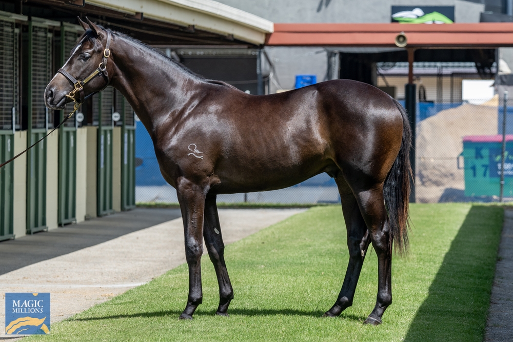 2023 Gold Coast March Yearling Sale Lot 61 Kobayashi (AUS) Lozza